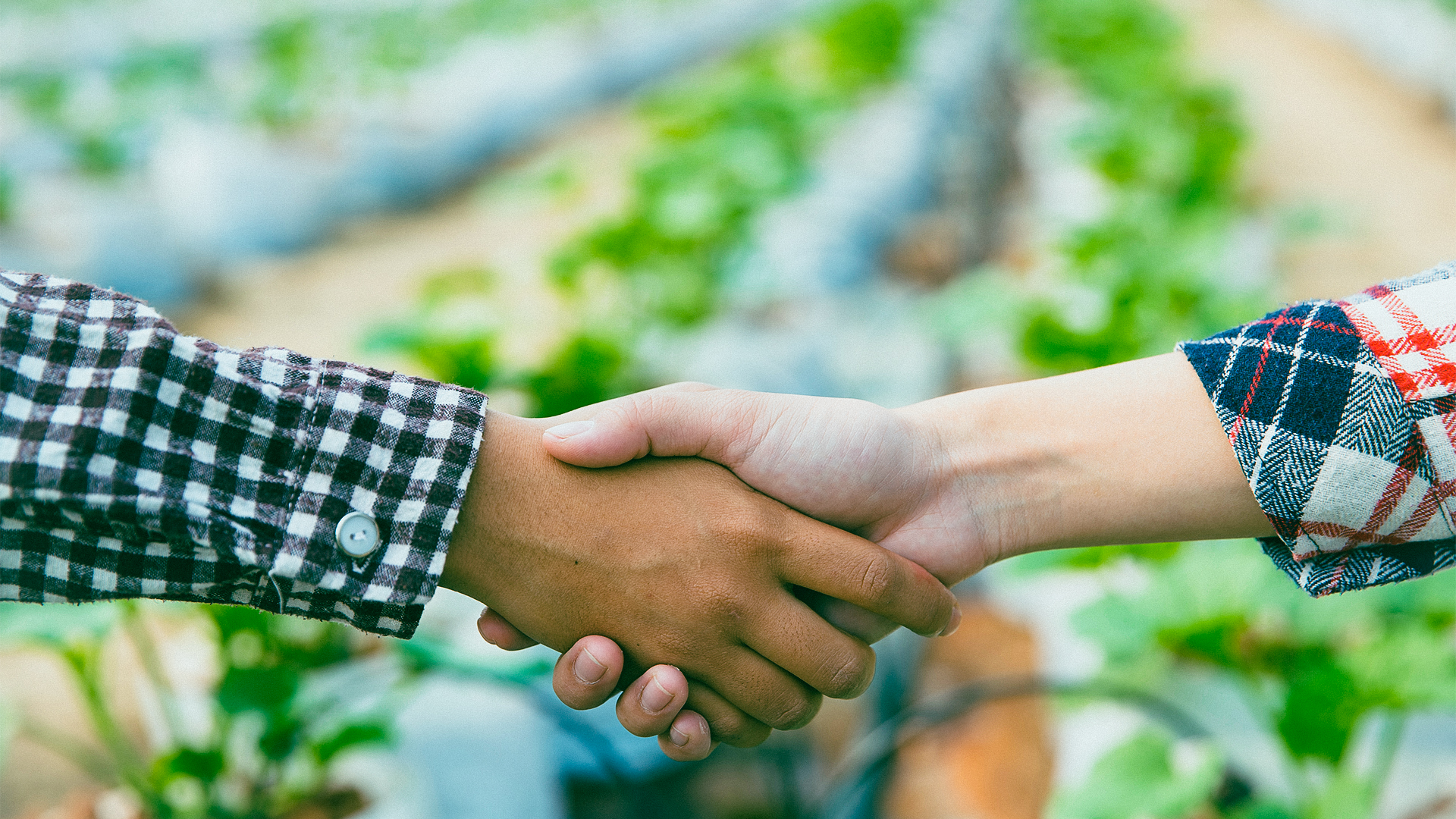 مشارکت در کشت و توسعه مزارع آنغوزه (قرارداد کشاورزی)